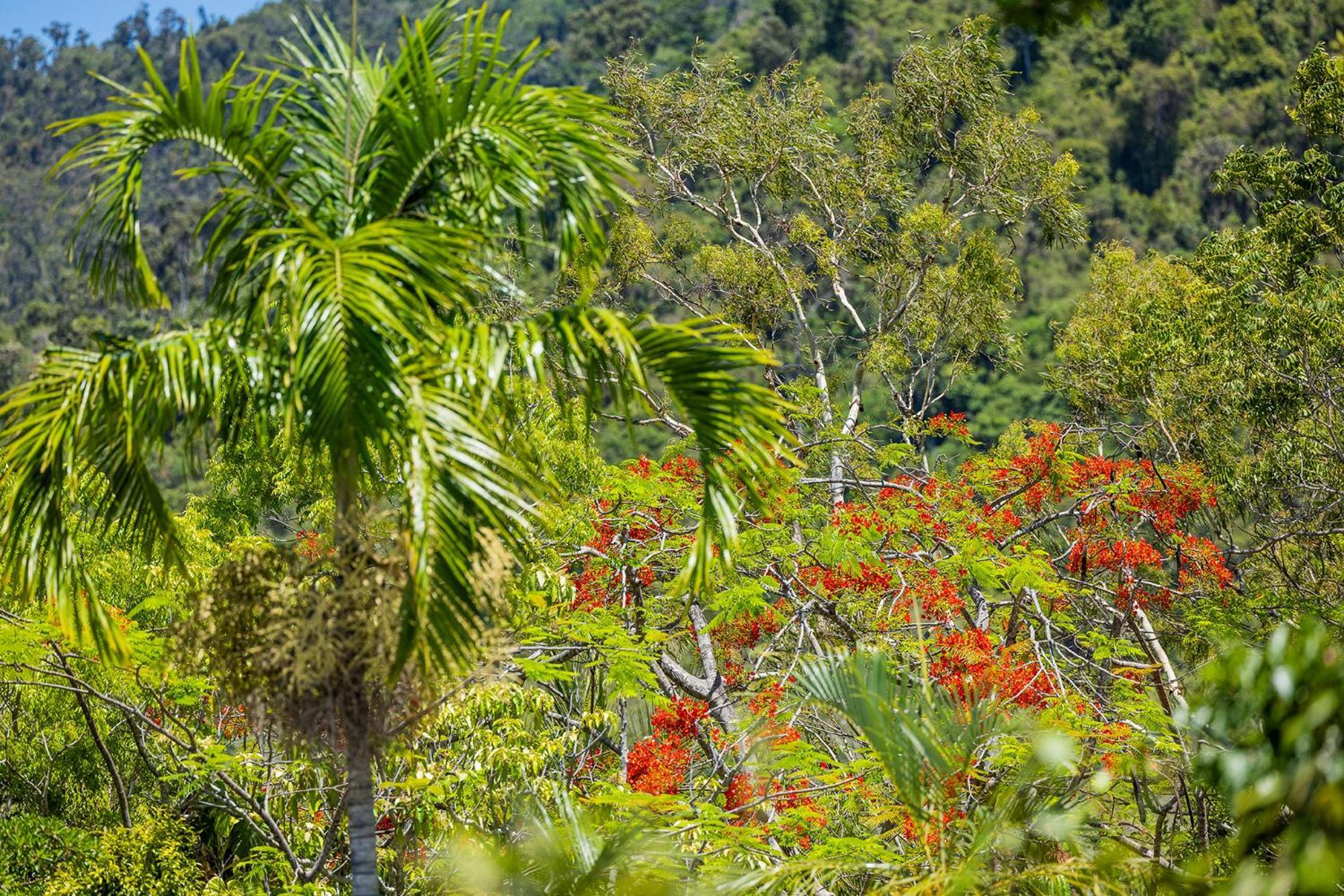 Kipara Tropical Rainforest Retreat Airlie Beach Bagian luar foto